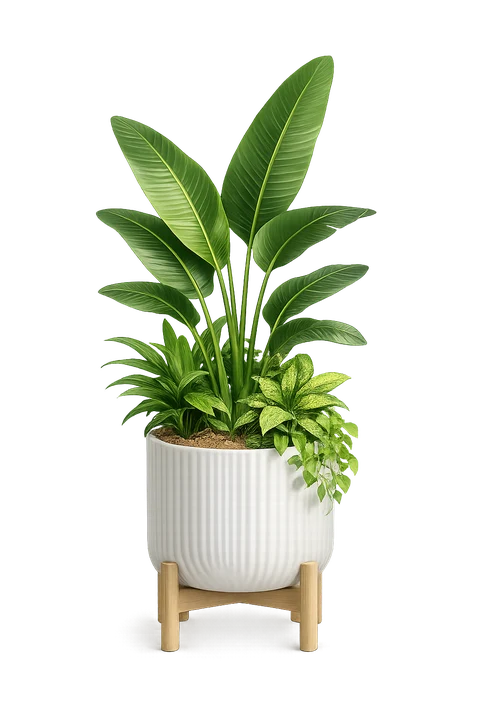 Tropical Plant
